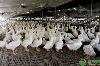 怎样提高肉鸭养殖效益?这八个饲养管理要注意了!